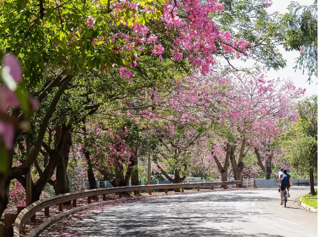 Prefeitura inicia projeto para reduzir emissão de carbono em Campo Grande