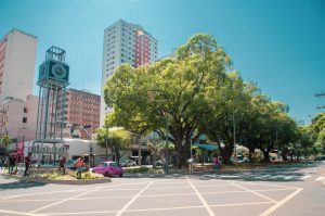 Pelo 5º ano consecutivo, Campo Grande celebra o reconhecimento como uma Tree City of the World